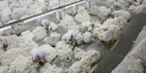 Workers in the Uyghur Region cleaning cotton.